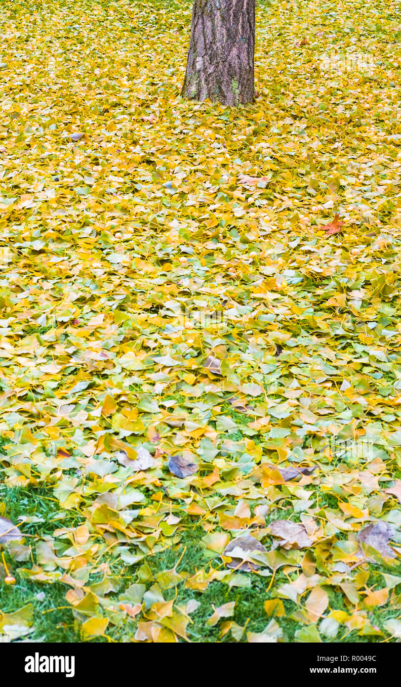 light-green and yellow fallen leaves around a tree trunk Stock Photo