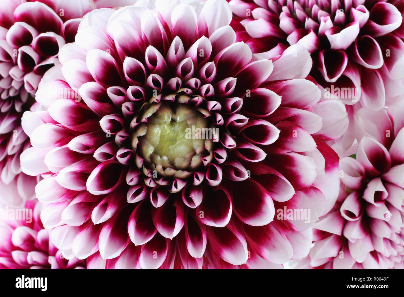 White edges hires stock photography and images Alamy