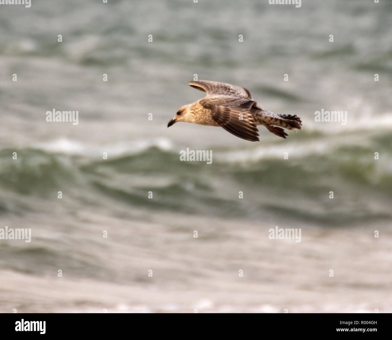 A Single seagull flying over stormy waves Stock Photo