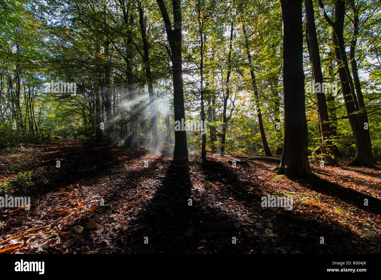 Morning sunlight shining through through trees in a forest during ...