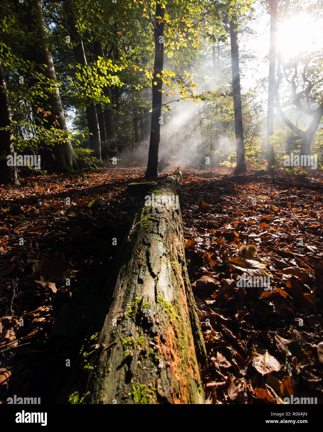 Morning sunlight shining through through trees in a forest during autumn Stock Photo