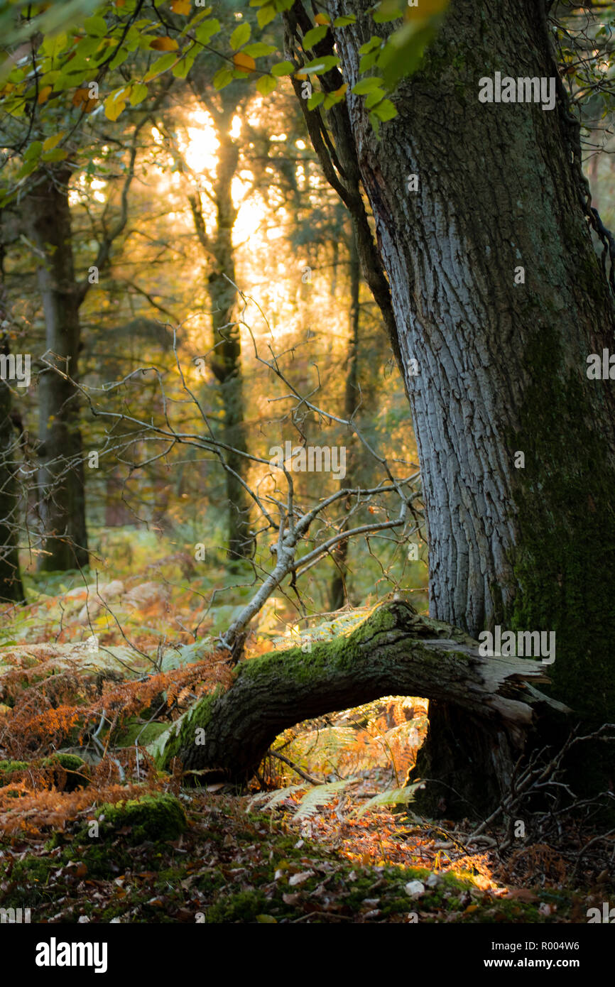 Forest tree woodland woods hi-res stock photography and images - Alamy