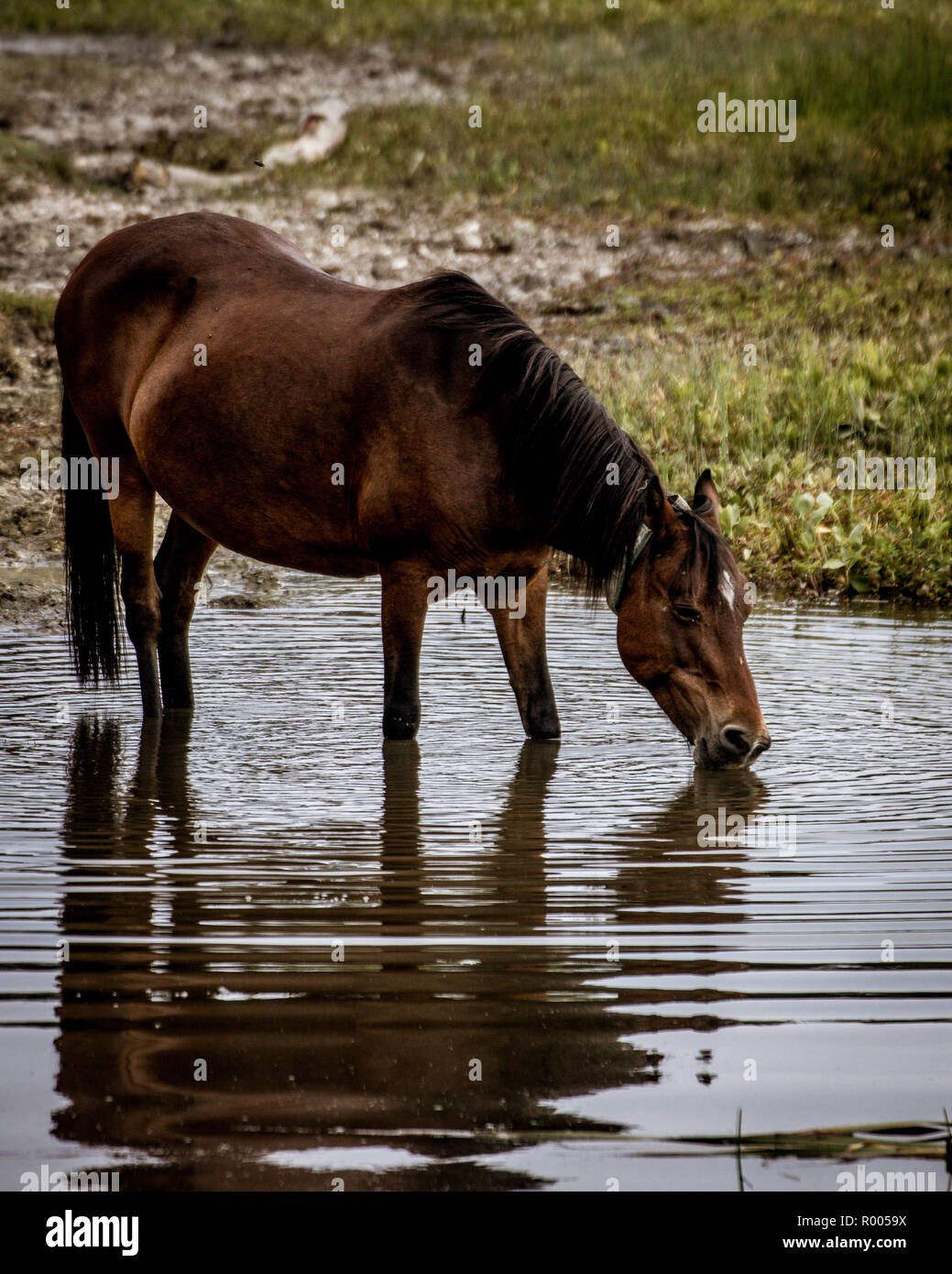 A Brown wild new forest pony drinking from a pond Stock Photo