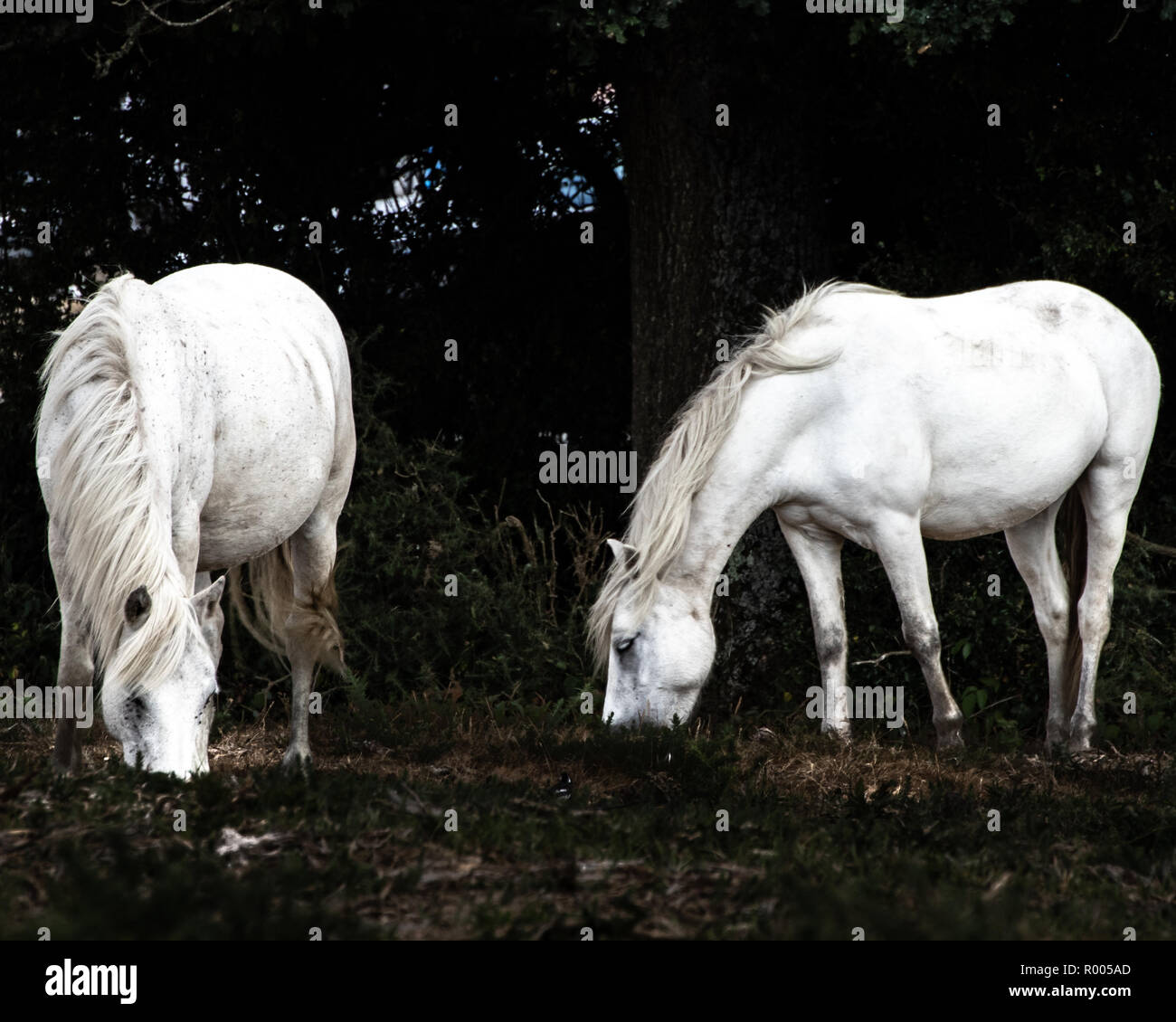 A pair of white new forest ponies grazing Stock Photo