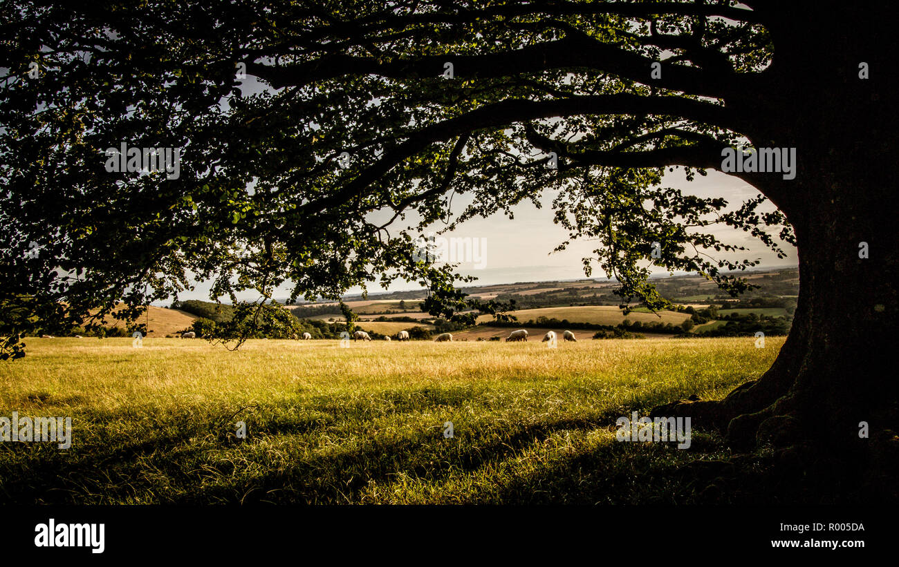 standing under the canopy of a single tree looking out on the English countryside Stock Photo