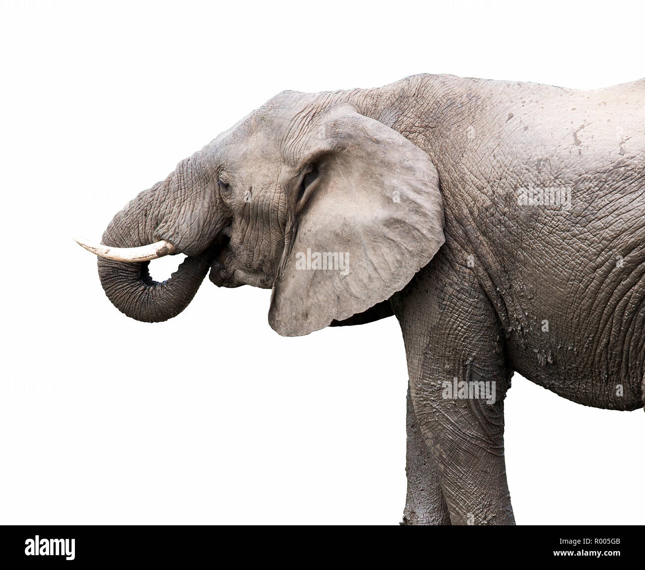 Elephant on white background Stock Photo