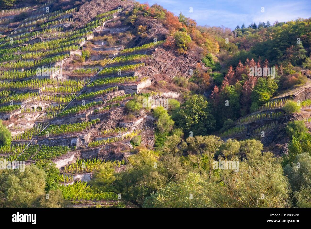 WINNINGEN VINEYARDS AND ROCKY SLOPES THE RIVER MOSEL VALLEY GERMANY Stock Photo