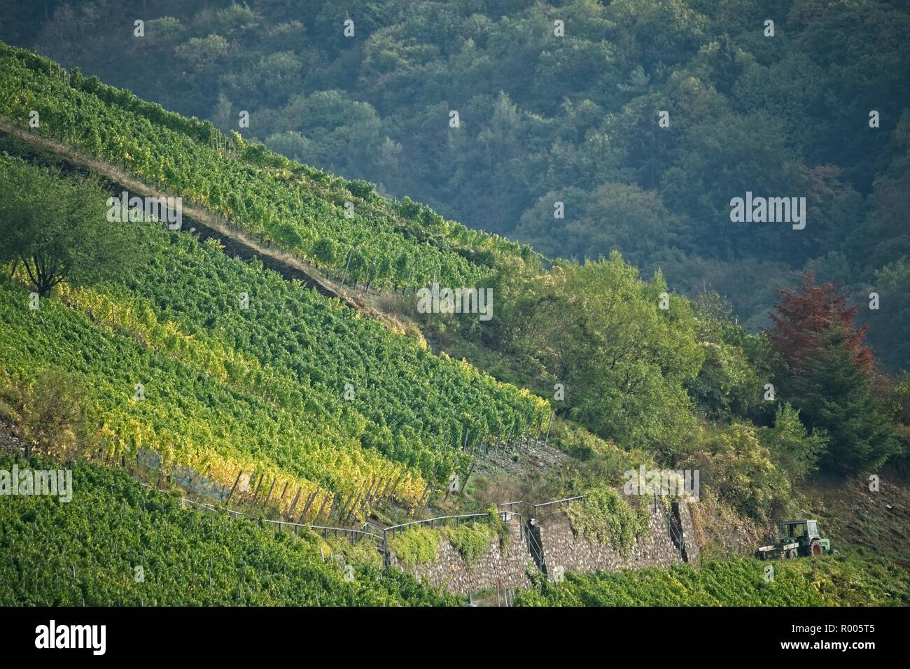 TRABEN-TRARBACH VINEYARDS THE RIVER MOSEL VALLEY GERMANY Stock Photo
