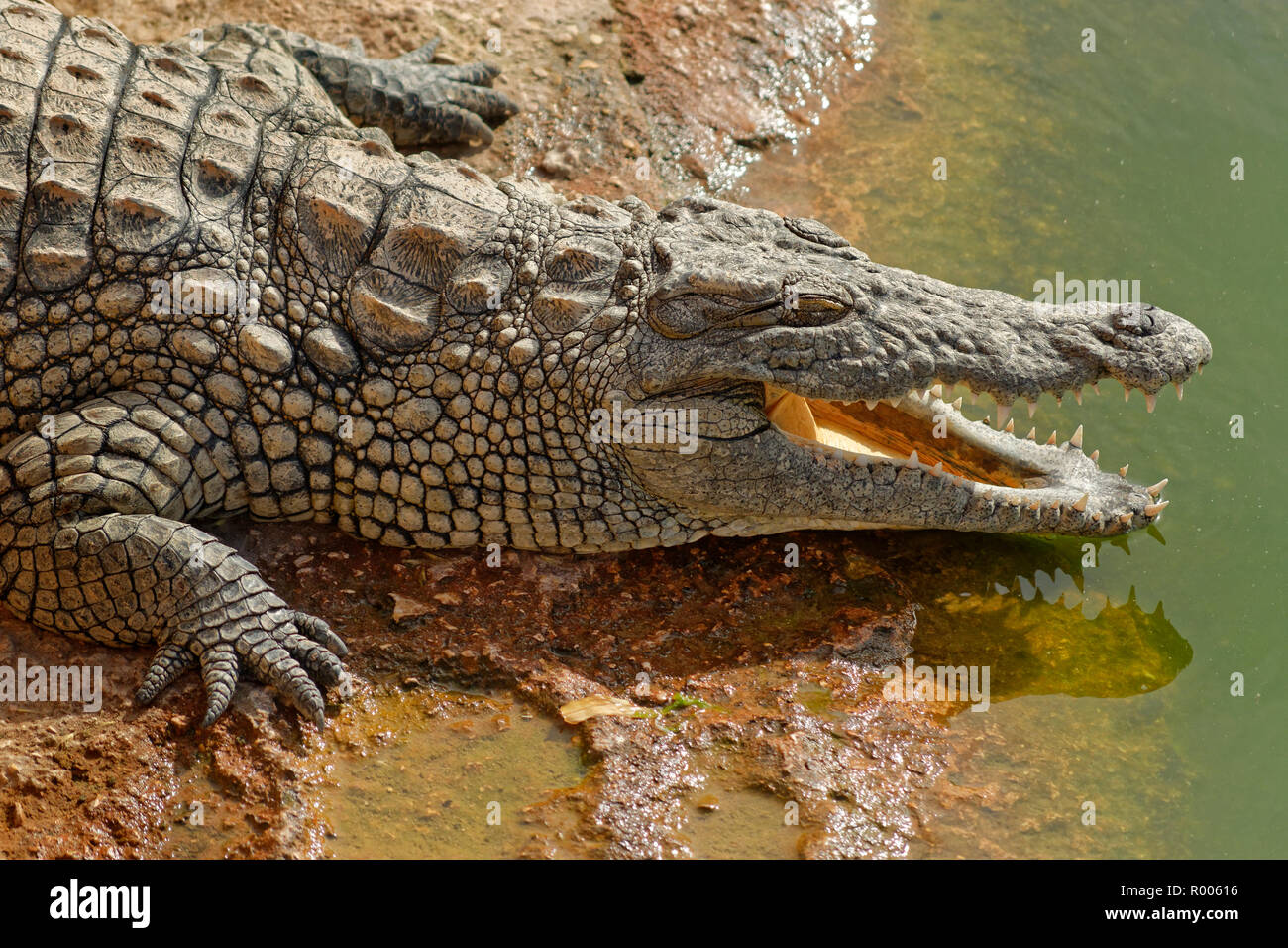 Nile crocodile at Croco Park, Agadir, Souss-Massa Province, Morocco. Stock Photo