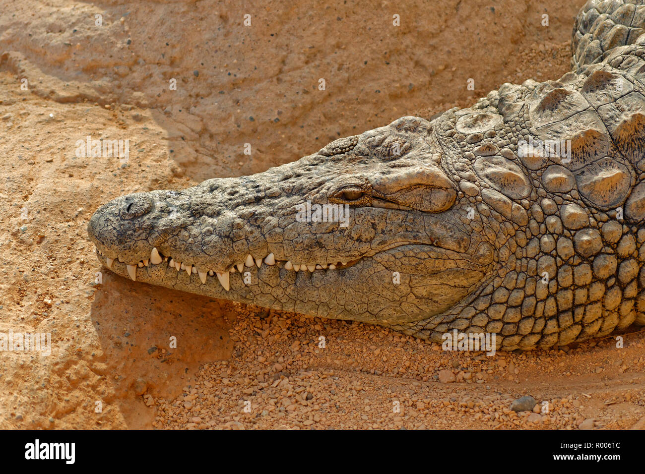 Croco hi-res stock photography and images - Alamy