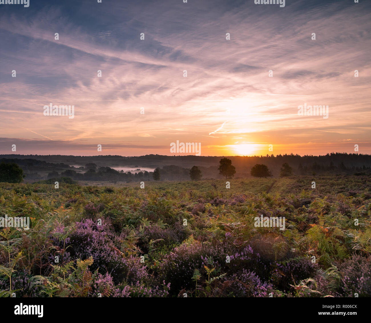 New forest sunset with purple heather in foreground, Hampshire, UK Stock Photo