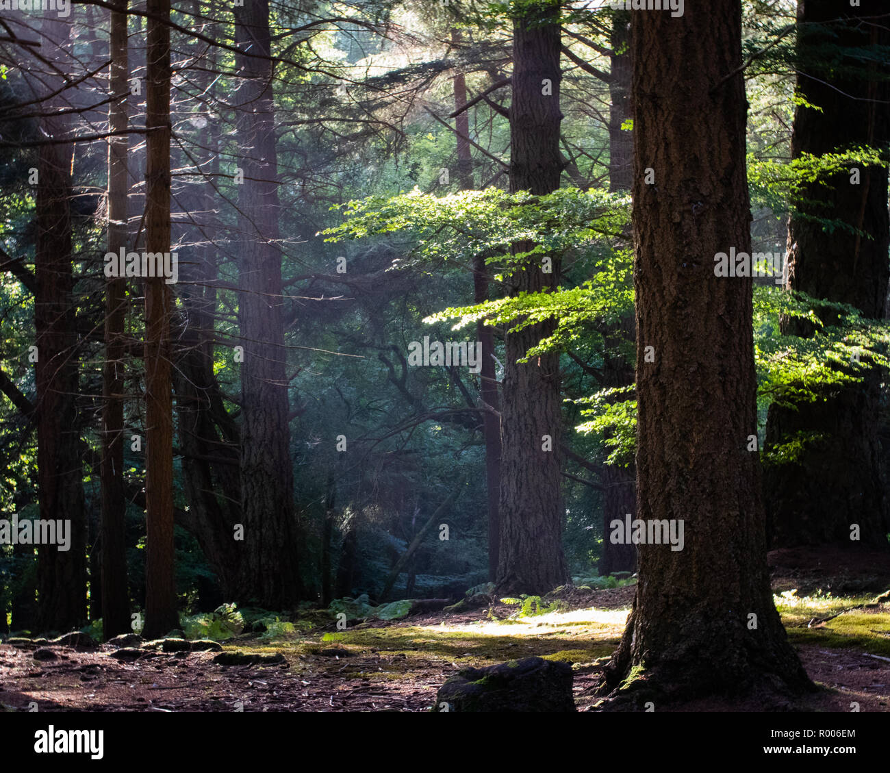Light rays shining through trees onto the forest floor Stock Photo