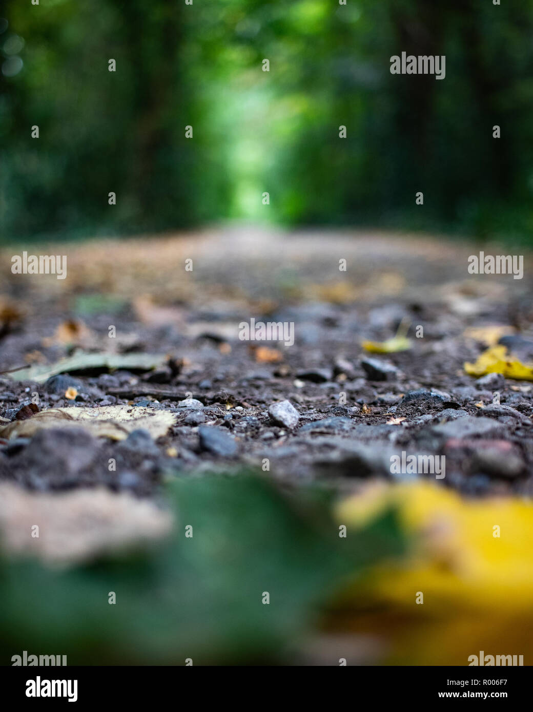 Autumn leaves on the forest floor Stock Photo - Alamy