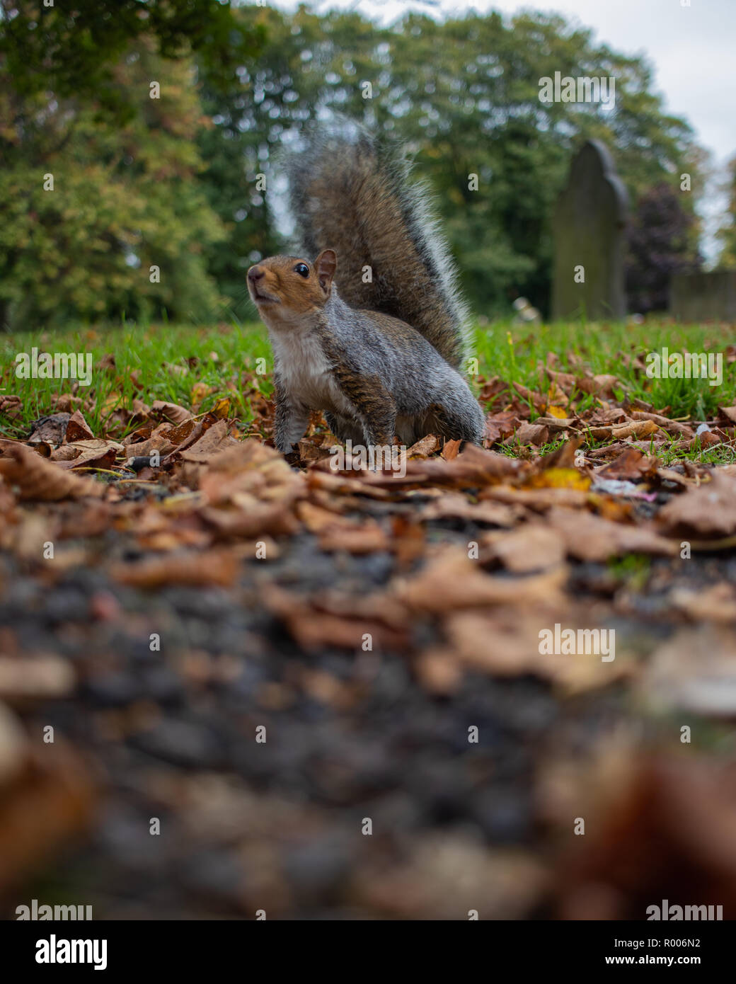 A grey squirrel sitting on brown autumn leaves Stock Photo