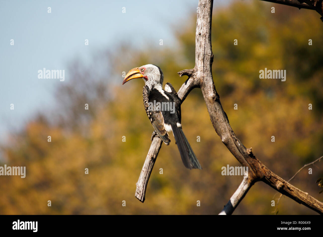 Southern Yellow-billed Hornbill (tockus flavirostris) In The Wild Stock Photo