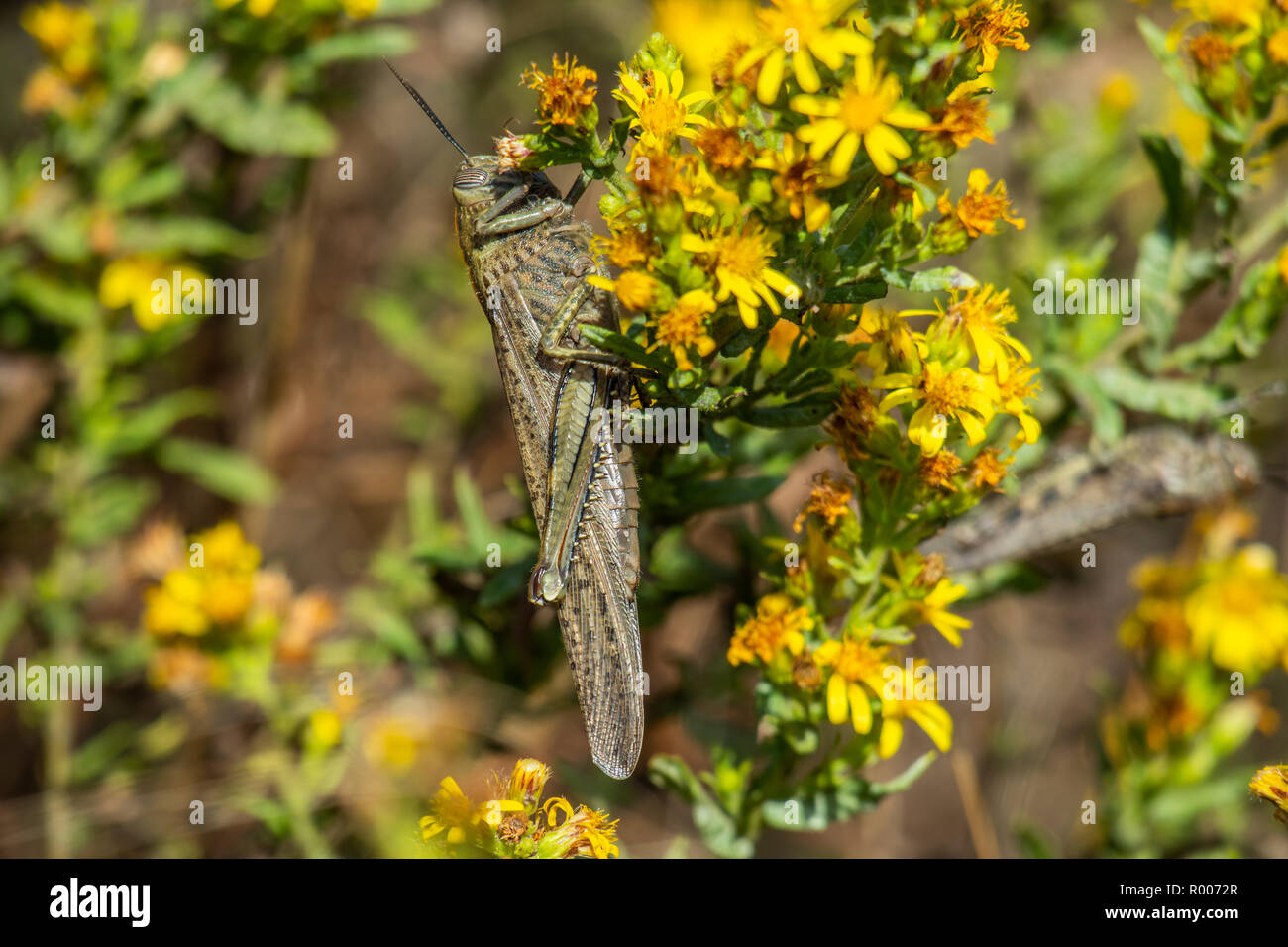 Anacridium aegyptium, the Egyptian locust Stock Photo
