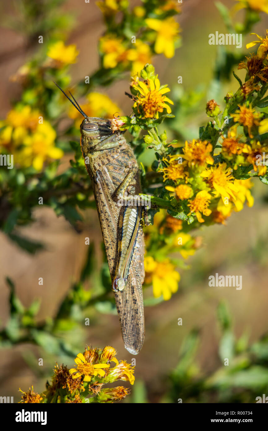Anacridium aegyptium, the Egyptian locust Stock Photo