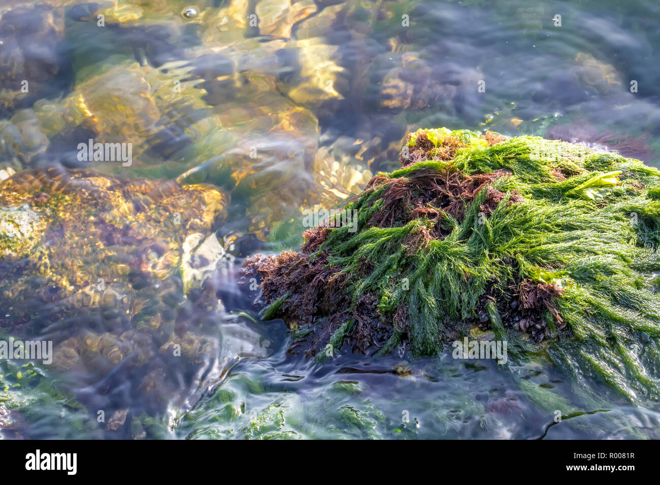 Moss sea rock green hi-res stock photography and images - Alamy