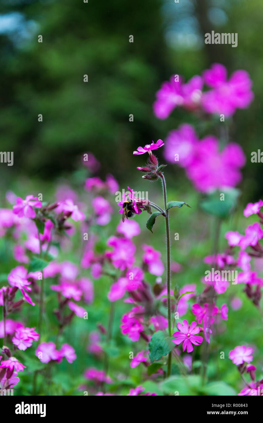 Bees on ragged robin plants. Stock Photo
