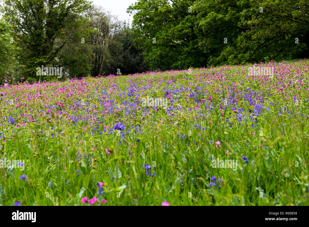 Wild flowers in a meadow. Stock Photo