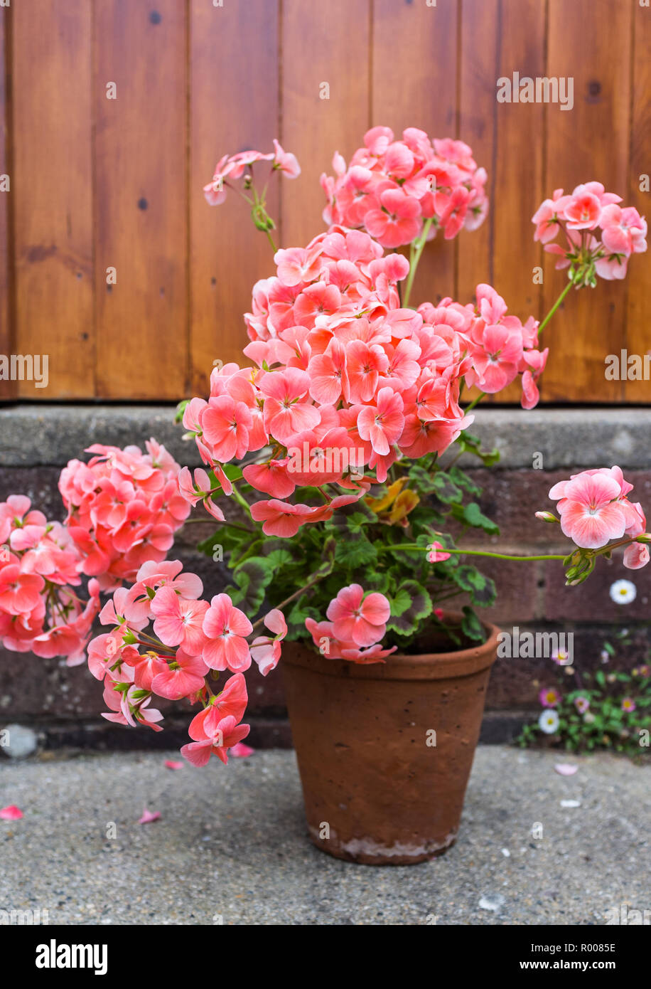 Pink geranium in a terracotta plant pot outside. Stock Photo