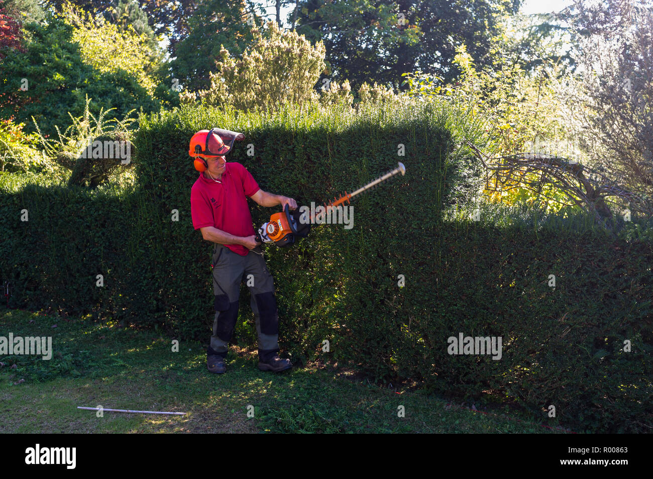Man cutting a hedge and partly making animal shapes. Stock Photo