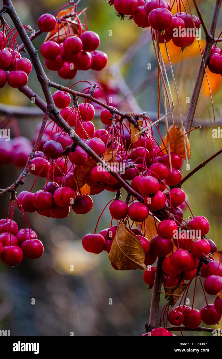 Choke cherries hires stock photography and images Alamy