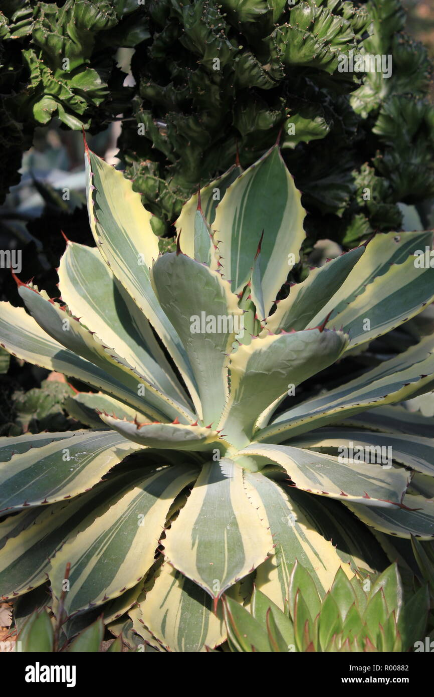 anthurium silver blush groß Buy Anthurium Silver Blush ~ Rare Houseplant – AroidHouse main image 1