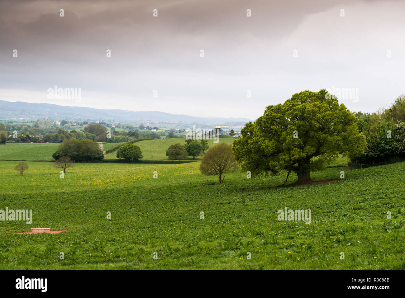 Landscape of Devon countryside with trees and fields. Stock Photo