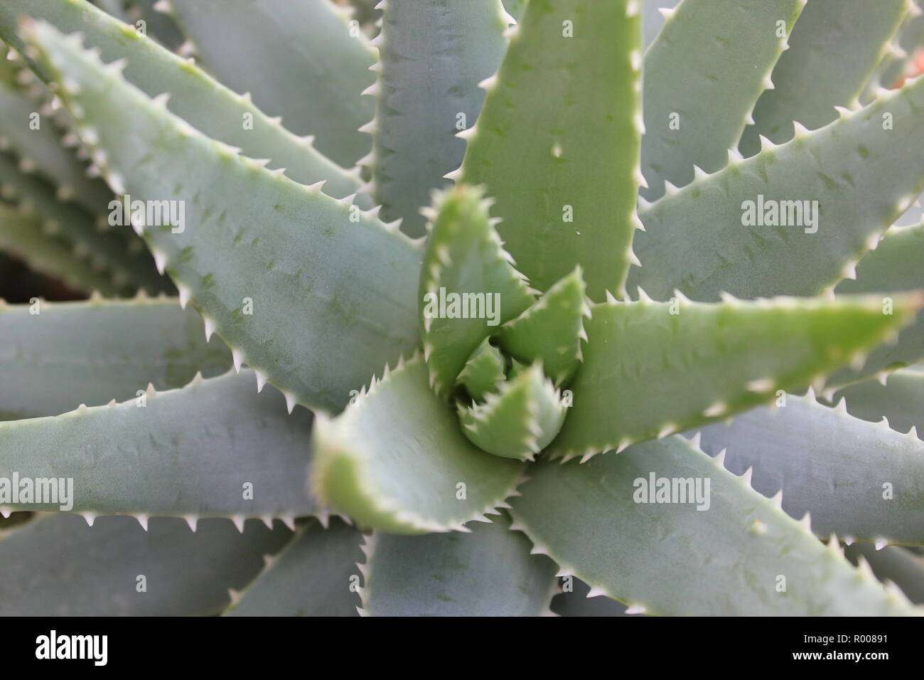 Standard And Ubiquitous Beautiful And Flawless Aloe Vera Plant
