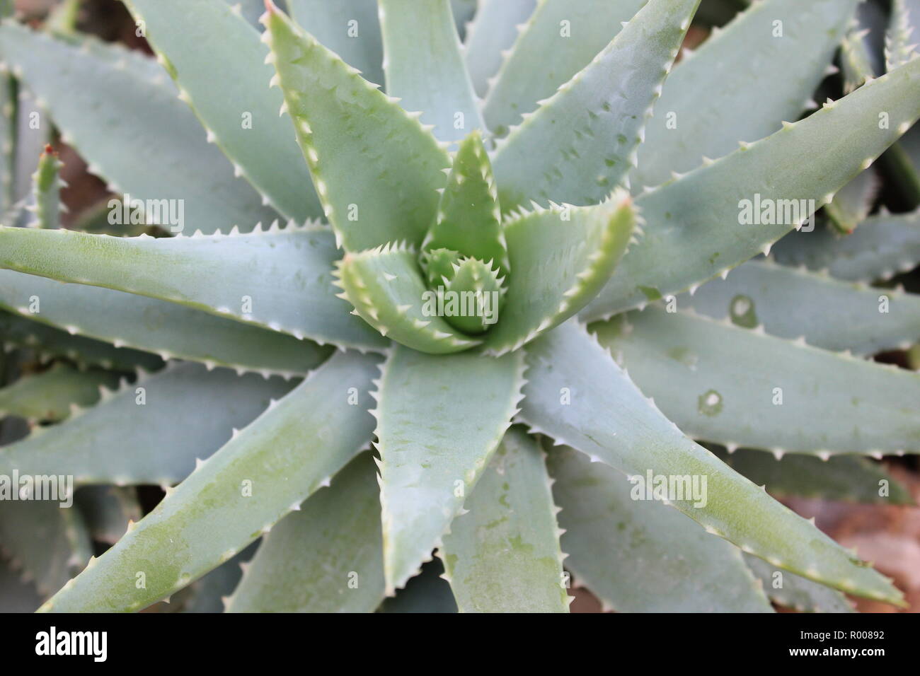 Standard And Ubiquitous Beautiful And Flawless Aloe Vera Plant