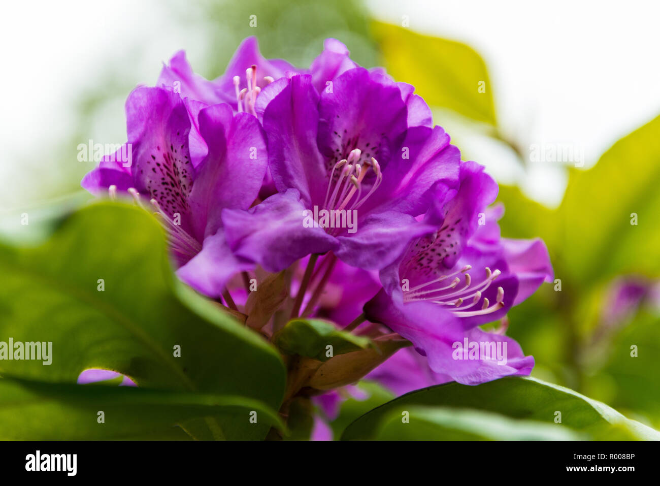 Rhododendron close ups. Stock Photo