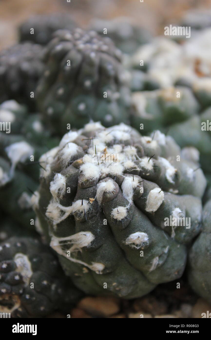 Plant Growing In Skin