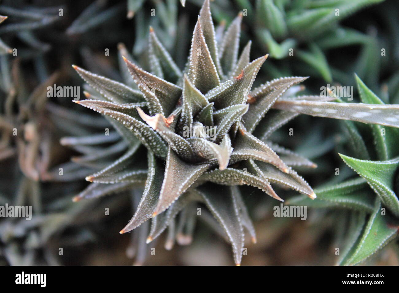 Astroloba cultivated ornamental cactus and succulent desert plant growing in an arid environment. Stock Photo