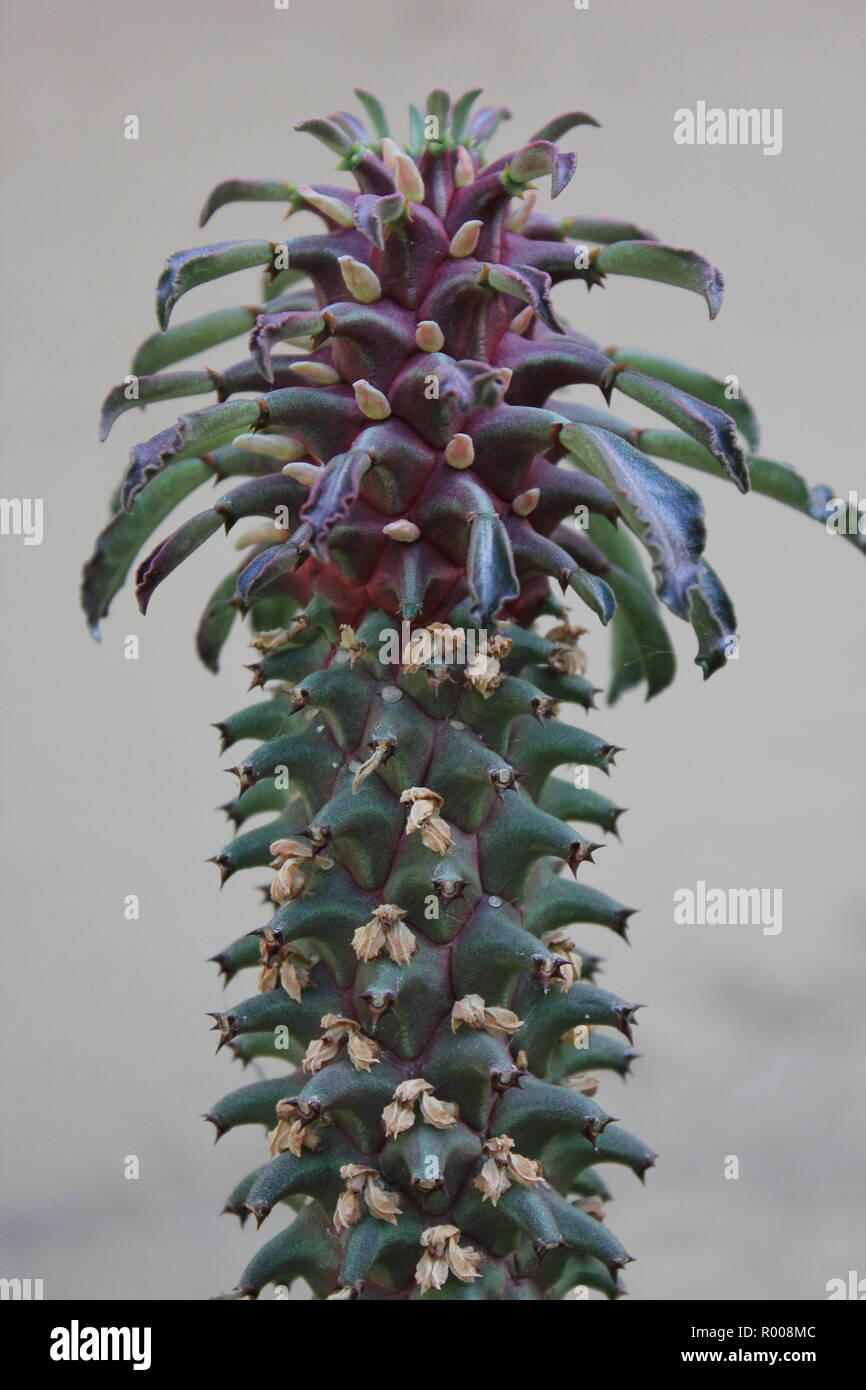 Thick fleshy stem hires stock photography and images Alamy