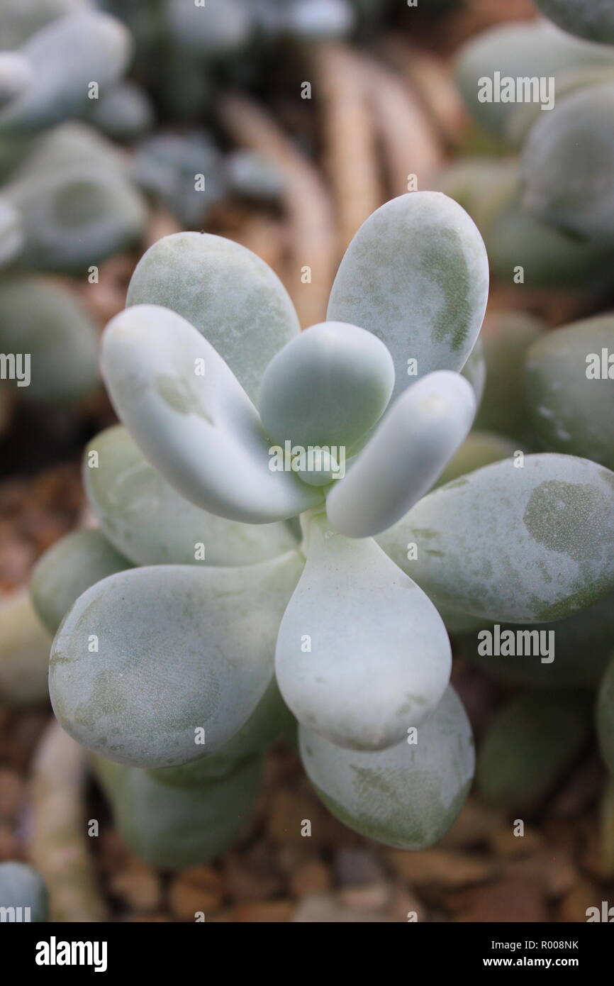 statice flower seeds Statice Antique Stock Seed Packet  thelabelman