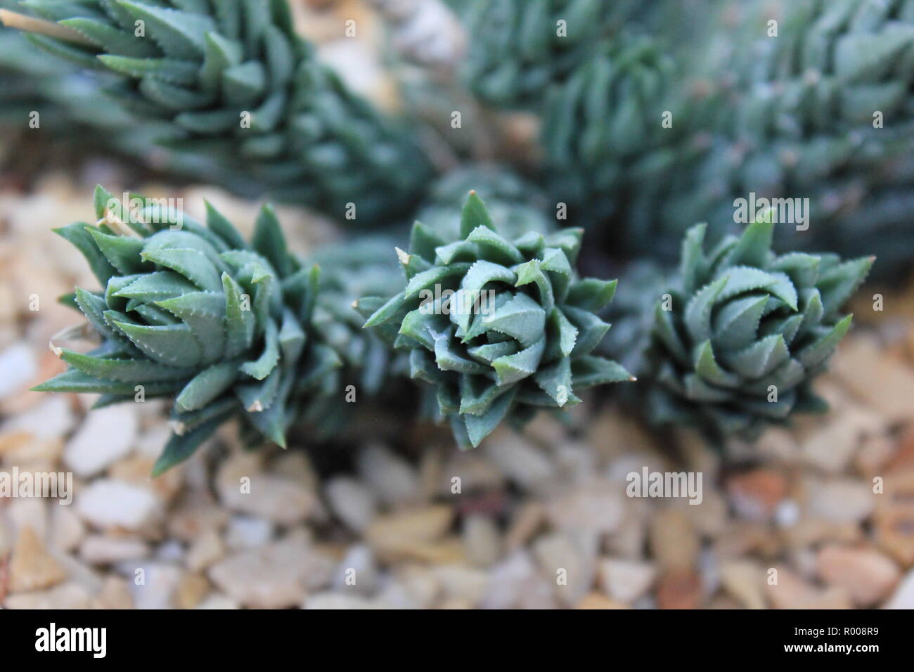 Astroloba cultivated ornamental cactus and succulent desert plant growing in an arid environment. Stock Photo