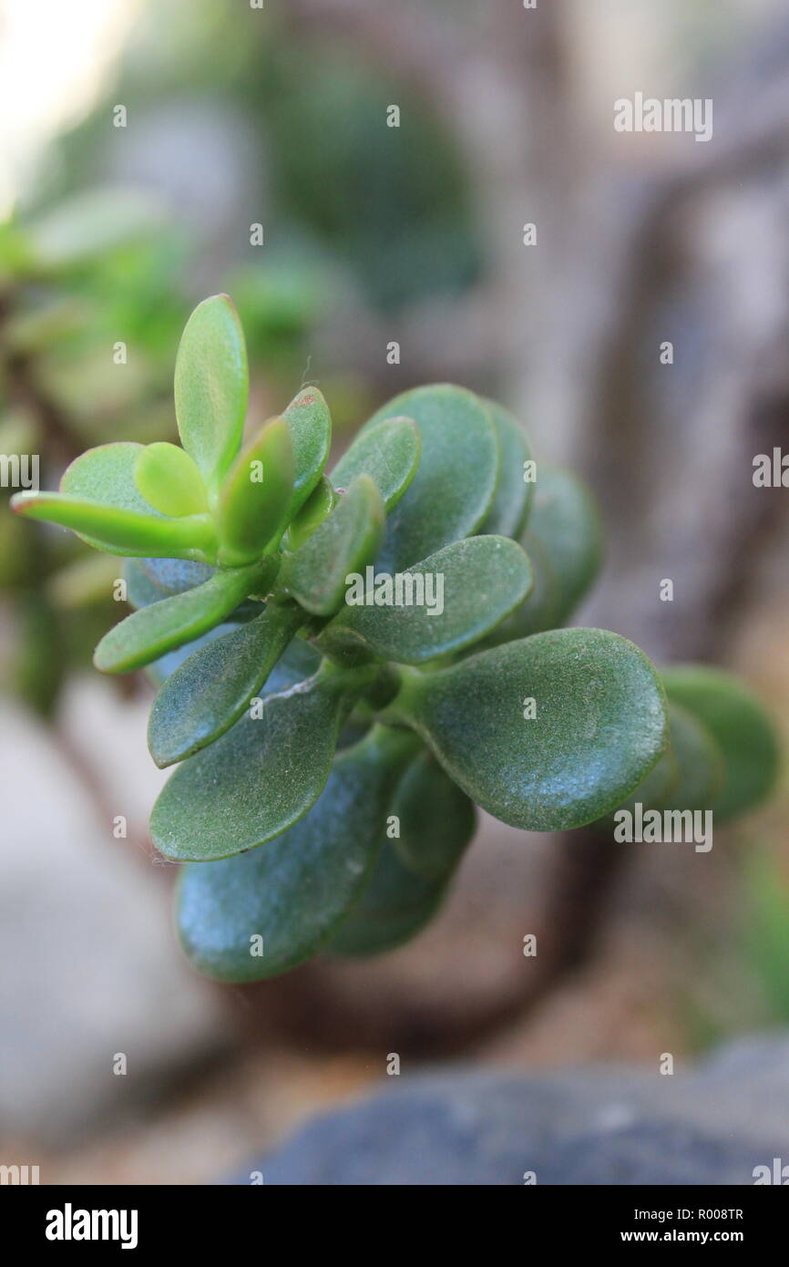 Crassula ovata, jade plant, lucky plant, money plant or money tree, cultivated ornamental succulent desert plant growing in an arid environment. Stock Photo