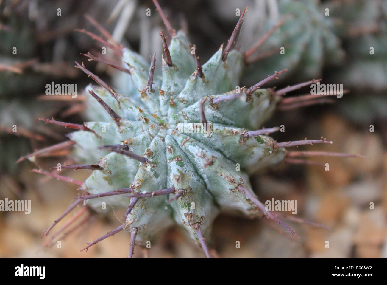 Juvenile melocactus, melon cactus, the Turk's cap cactus, cultivated
