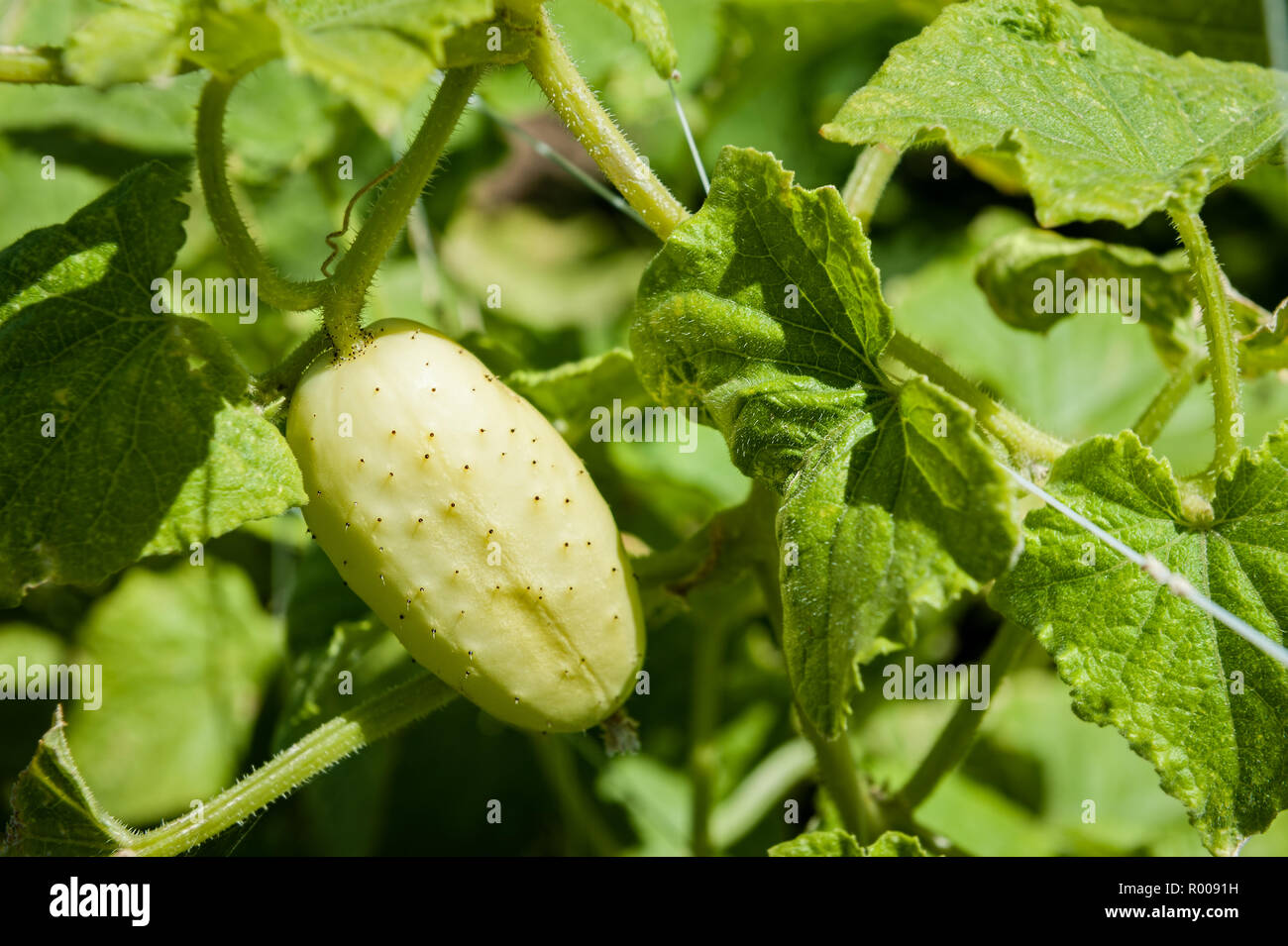 Yellow cucumber ripening on vine Stock Photo Alamy