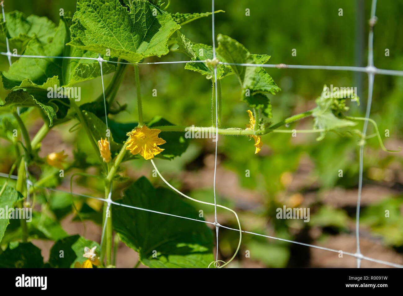 Trellis grid with cucumber blossoms. Stock Photo