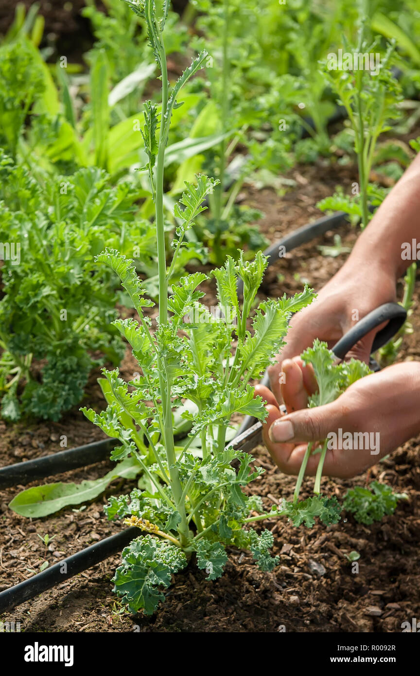 Harvesting kale by hand, vertical orientation. Stock Photo