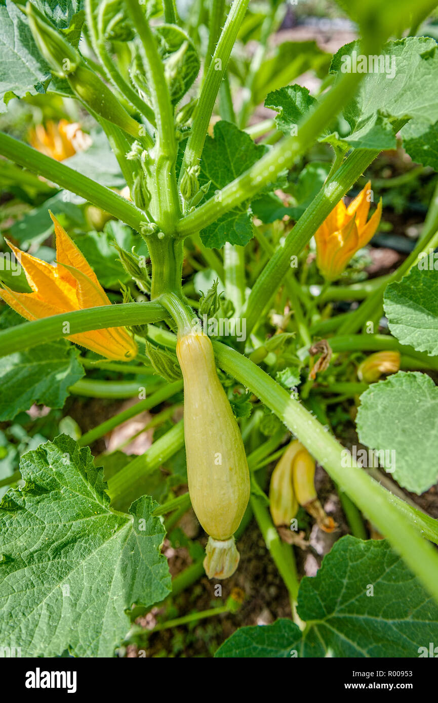 Yellow squash growing on the vine hires stock photography and images