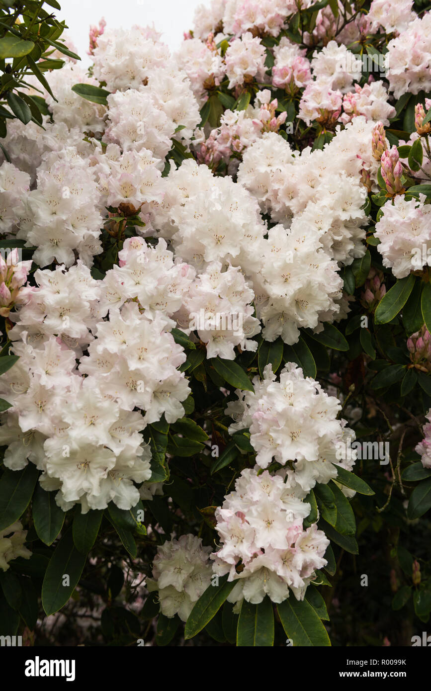 Rhododendron close ups. Stock Photo