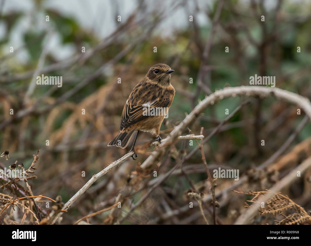 Stonechat moors hi-res stock photography and images - Alamy
