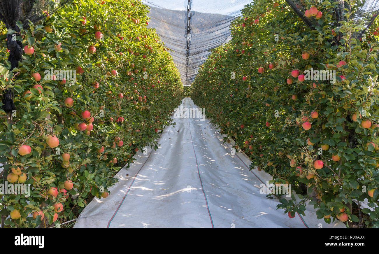 Apple orchards autumn blue sky hires stock photography and images Alamy