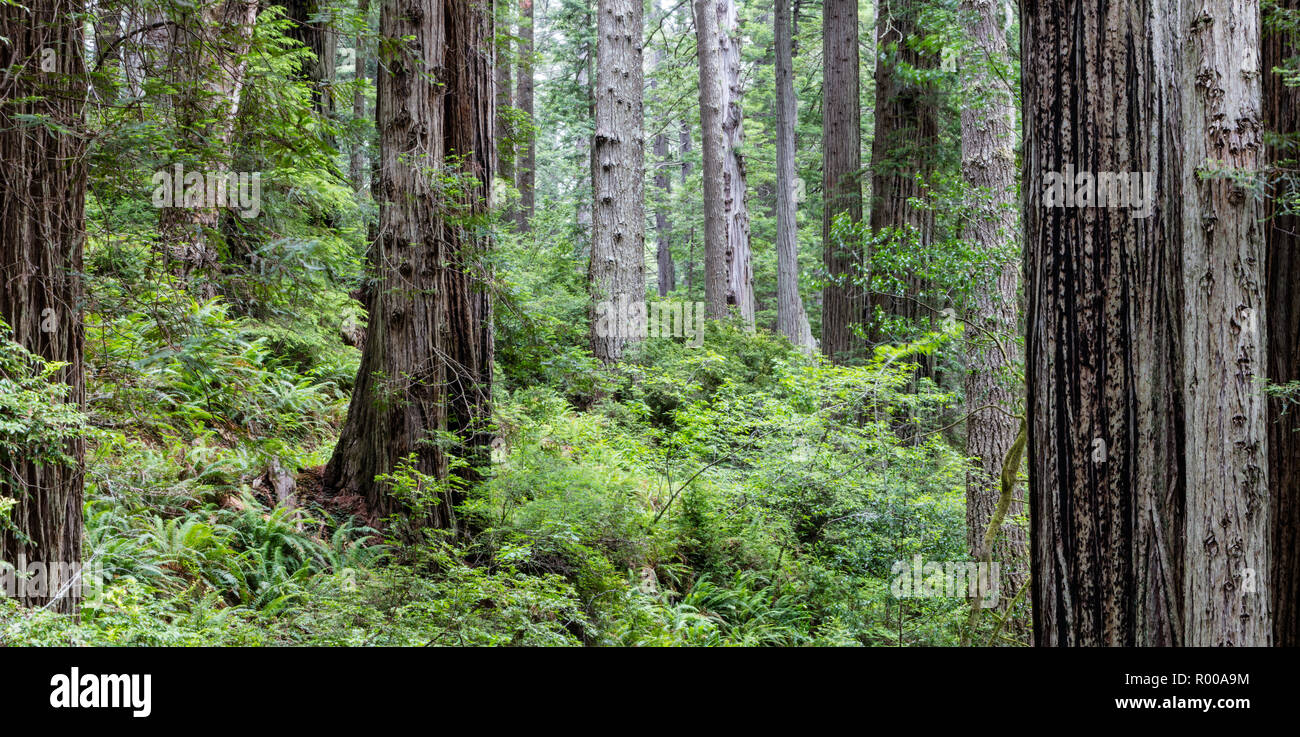 A coastal forest of Redwood trees grows in Northern California