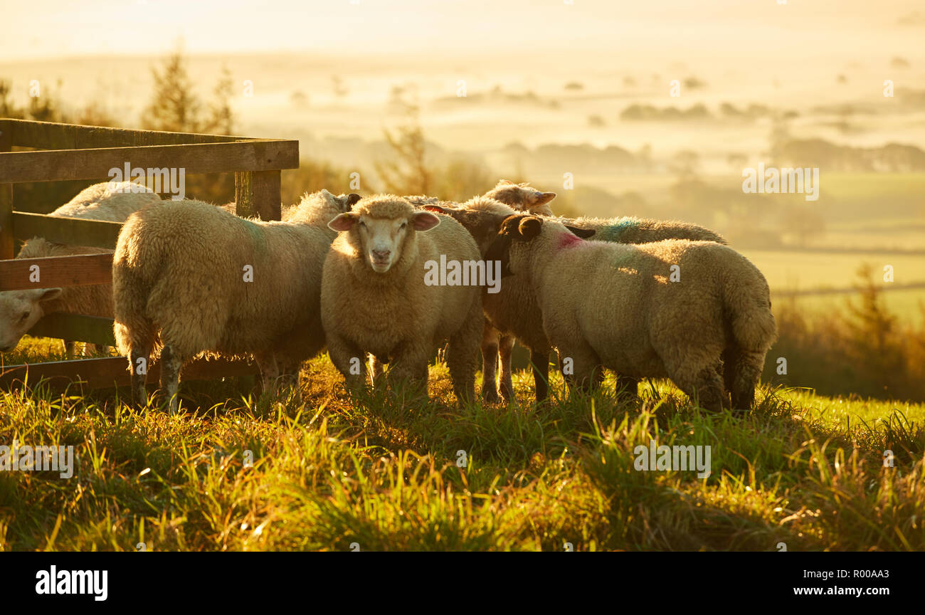 Sheep grazing in golden light on Dorset farmland near Pilsdon Pen Hill at sunrise Stock Photo