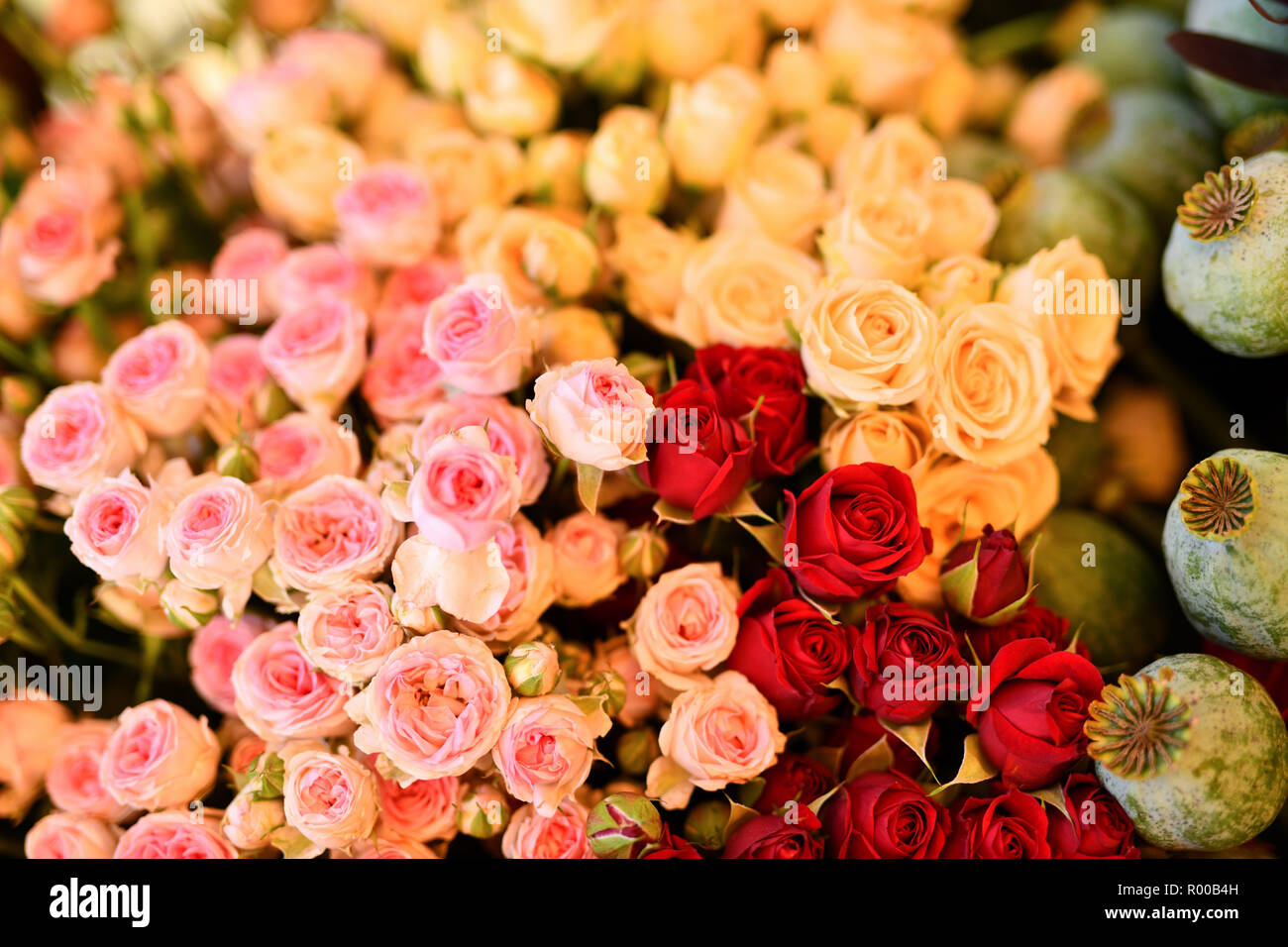Bunch of flowers. Yellow, pink and red branchy rose *** Local Caption