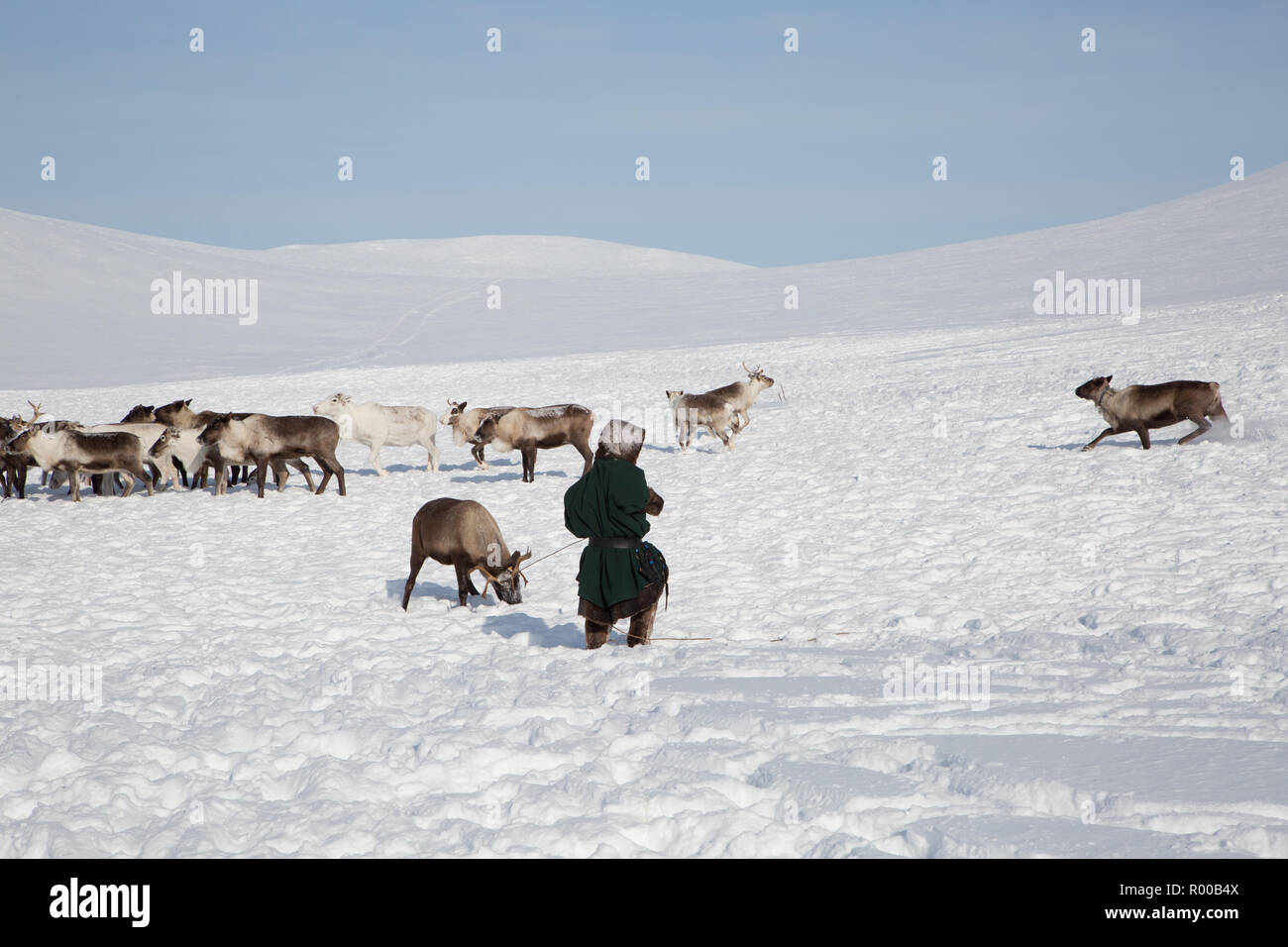 Reindeer herders catching deer, Yamal, Russia Stock Photo